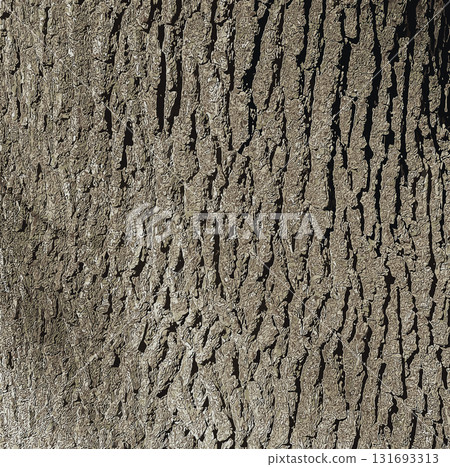 Vector illustration of a close-up of rough oak bark texture. Natural pattern, vertical background details Vector illustration of a close-up of rough oak bark texture. Natural pattern, vertical background details 131693313