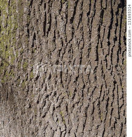 Vector illustration of a close-up of rough oak bark texture. Natural pattern, vertical background details Vector illustration of a close-up of rough oak bark texture. Natural pattern, vertical background details 131693314