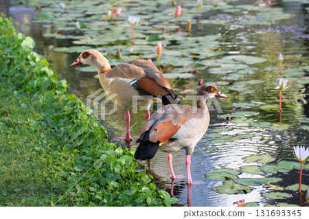 Egyptian gooses (lat.- Alopochen aegyptiaca) Egyptian gooses (lat.- Alopochen aegyptiaca) 131693345