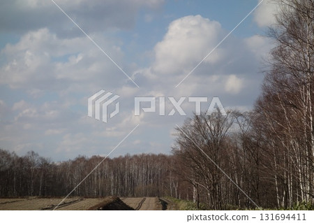 Spring scenery with forests and copses Spring scenery with forests and copses 131694411