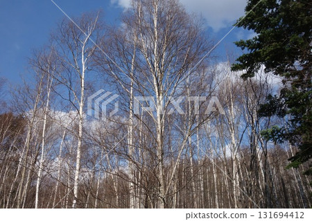 Spring scenery with forests and copses Spring scenery with forests and copses 131694412