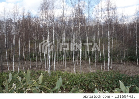 Spring scenery with forests and copses Spring scenery with forests and copses 131694435