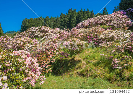 Rhododendrons at Miyashino Rhododendron Garden Rhododendrons at Miyashino Rhododendron Garden 131694452