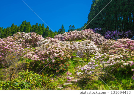 Rhododendrons at Miyashino Rhododendron Garden 131694453