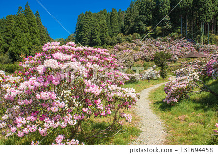 宮志野杜鵑花園的杜鵑花 宮志野杜鵑花園的杜鵑花 131694458
