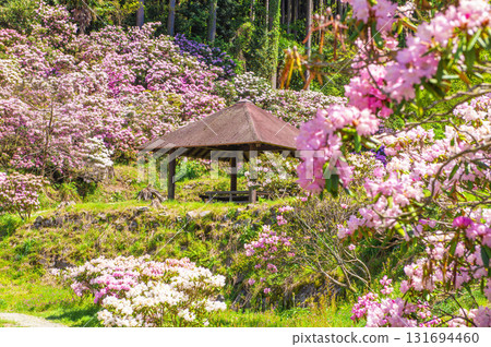 宮志野杜鵑花園的杜鵑花 131694460