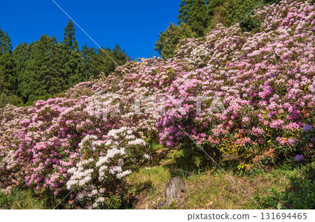 Rhododendrons at Miyashino Rhododendron Garden Rhododendrons at Miyashino Rhododendron Garden 131694465