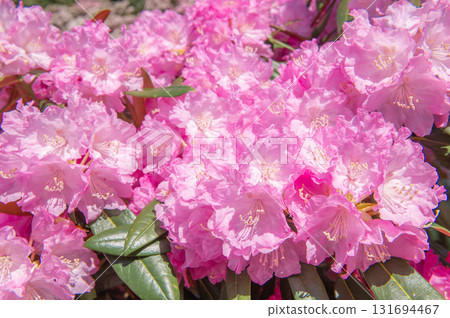 Rhododendrons at Miyashino Rhododendron Garden Rhododendrons at Miyashino Rhododendron Garden 131694467