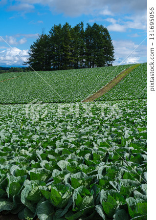 Cabbage field in the plateau 131695056