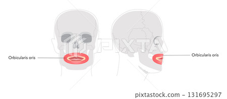 Orbicularis oris - Human mouth muscle labeled anatomy chart responsible for controlling movements of lips, importan 131695297