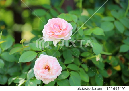 Rose flowers Pierre de Ronsar Rose flowers Pierre de Ronsar 131695491
