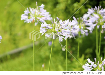 清爽的百子蓮花 131695494