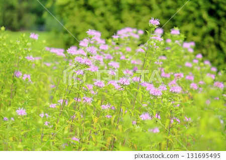 可愛的野生佛手柑花 可愛的野生佛手柑花 131695495