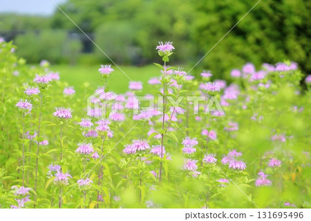 Cute wild bergamot flowers 131695496