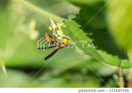 A paper wasp eating the pollen of a cucumber A paper wasp eating the pollen of a cucumber 131695598
