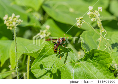Polistes jokahamae 131695599