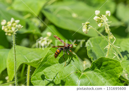 Polistes jokahamae Polistes jokahamae 131695600
