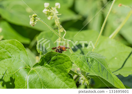 Polistes jokahamae 131695601