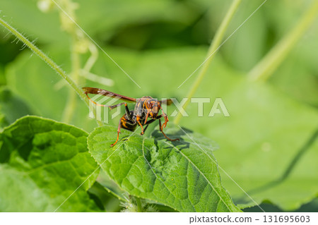 Polistes jokahamae 131695603