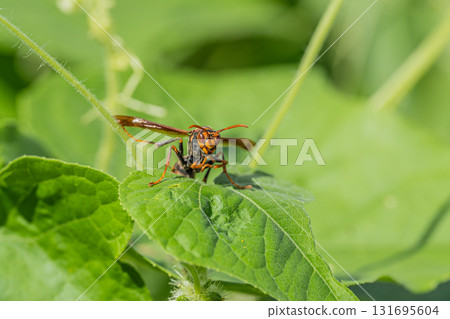 Polistes jokahamae 131695604