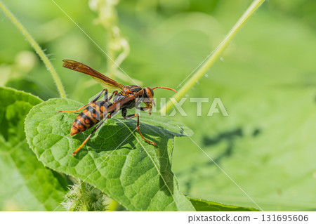 Polistes jokahamae Polistes jokahamae 131695606