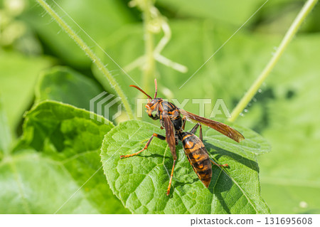 Polistes jokahamae Polistes jokahamae 131695608