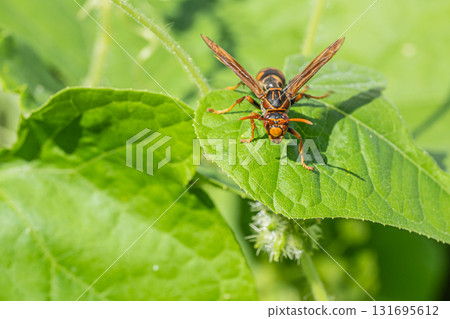 Polistes jokahamae 131695612