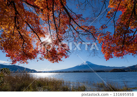 [富士山素材]秋天從河口湖看到的白雪皚皚的富士山和紅葉[山梨縣] 131695958