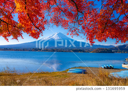 [Mt. Fuji material] Snow-capped Mt. Fuji and autumn leaves seen from Lake Kawaguchi in autumn [Yamanashi Prefecture] 131695959