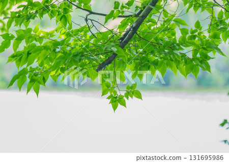 大阪府枚方市山田池公園的池塘裡倒映著新鮮的綠葉 大阪府枚方市山田池公園的池塘裡倒映著新鮮的綠葉 131695986