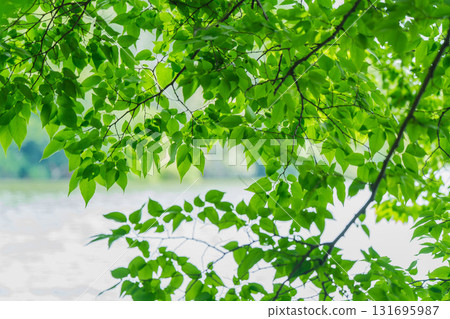 大阪府枚方市山田池公園的池塘裡倒映著新鮮的綠葉 131695987