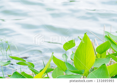 Fresh greenery reflected on the surface of the pond at Yamadaike Park in Hirakata City, Osaka Prefecture 131695993