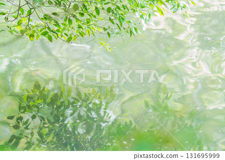 Fresh greenery reflected on the surface of the pond at Yamadaike Park in Hirakata City, Osaka Prefecture 131695999