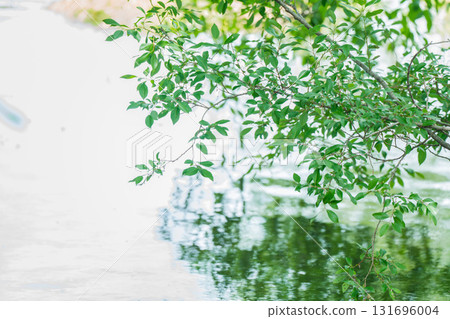 Fresh greenery reflected on the surface of the pond at Yamadaike Park in Hirakata City, Osaka Prefecture Fresh greenery reflected on the surface of the pond at Yamadaike Park in Hirakata City, Osaka Prefecture 131696004