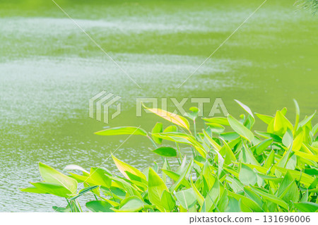 大阪府枚方市山田池公園的池塘裡倒映著新鮮的綠葉 大阪府枚方市山田池公園的池塘裡倒映著新鮮的綠葉 131696006