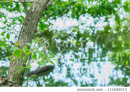 大阪府枚方市山田池公園的池塘裡倒映著新鮮的綠葉 131696013