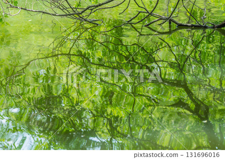 大阪府枚方市山田池公園的池塘裡倒映著新鮮的綠葉 131696016