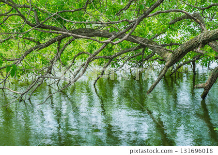 大阪府枚方市山田池公園的池塘裡倒映著新鮮的綠葉 131696018