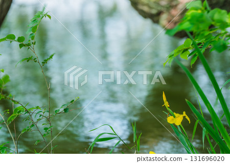 Fresh greenery reflected on the surface of the pond at Yamadaike Park in Hirakata City, Osaka Prefecture Fresh greenery reflected on the surface of the pond at Yamadaike Park in Hirakata City, Osaka Prefecture 131696020