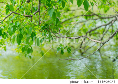 Fresh greenery reflected on the surface of the pond at Yamadaike Park in Hirakata City, Osaka Prefecture 131696021