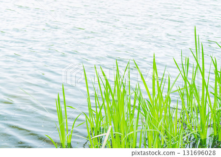 Fresh greenery reflected on the surface of the pond at Yamadaike Park in Hirakata City, Osaka Prefecture Fresh greenery reflected on the surface of the pond at Yamadaike Park in Hirakata City, Osaka Prefecture 131696028