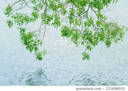 Fresh greenery reflected on the surface of the pond at Yamadaike Park in Hirakata City, Osaka Prefecture Fresh greenery reflected on the surface of the pond at Yamadaike Park in Hirakata City, Osaka Prefecture 131696032