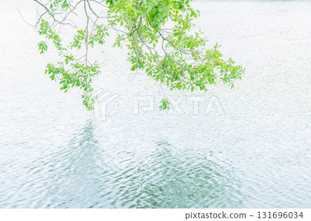 Fresh greenery reflected on the surface of the pond at Yamadaike Park in Hirakata City, Osaka Prefecture Fresh greenery reflected on the surface of the pond at Yamadaike Park in Hirakata City, Osaka Prefecture 131696034