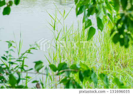 大阪府枚方市山田池公園的池塘裡倒映著新鮮的綠葉 131696035