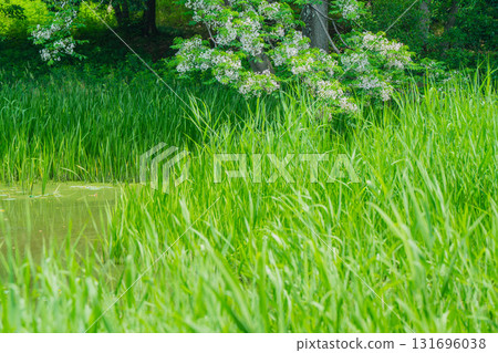 大阪府枚方市山田池公園的池塘裡倒映著新鮮的綠葉 131696038