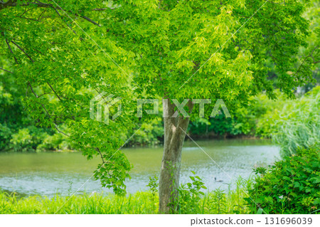 大阪府枚方市山田池公園的池塘裡倒映著新鮮的綠葉 131696039