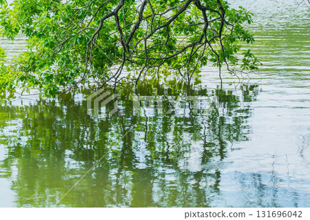 Fresh greenery reflected on the surface of the pond at Yamadaike Park in Hirakata City, Osaka Prefecture Fresh greenery reflected on the surface of the pond at Yamadaike Park in Hirakata City, Osaka Prefecture 131696042