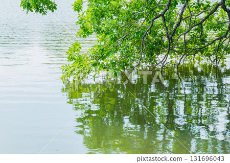 Fresh greenery reflected on the surface of the pond at Yamadaike Park in Hirakata City, Osaka Prefecture 131696043