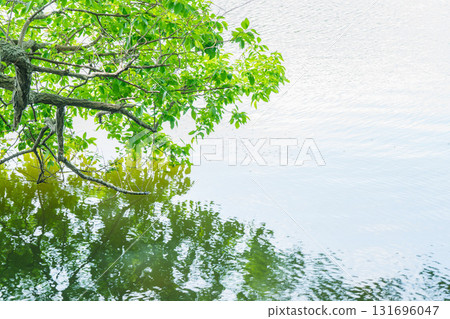 大阪府枚方市山田池公園的池塘裡倒映著新鮮的綠葉 131696047