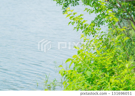 大阪府枚方市山田池公園的池塘裡倒映著新鮮的綠葉 大阪府枚方市山田池公園的池塘裡倒映著新鮮的綠葉 131696051